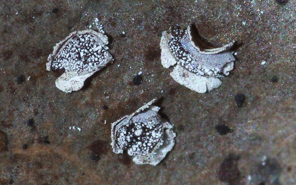 Physarum hongkongense